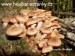 houby hejno václavek